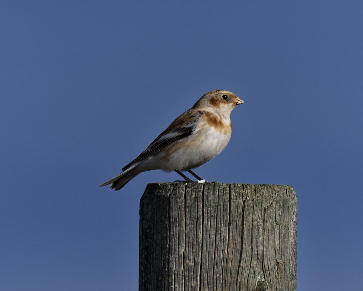 Пуночка - ML646864780