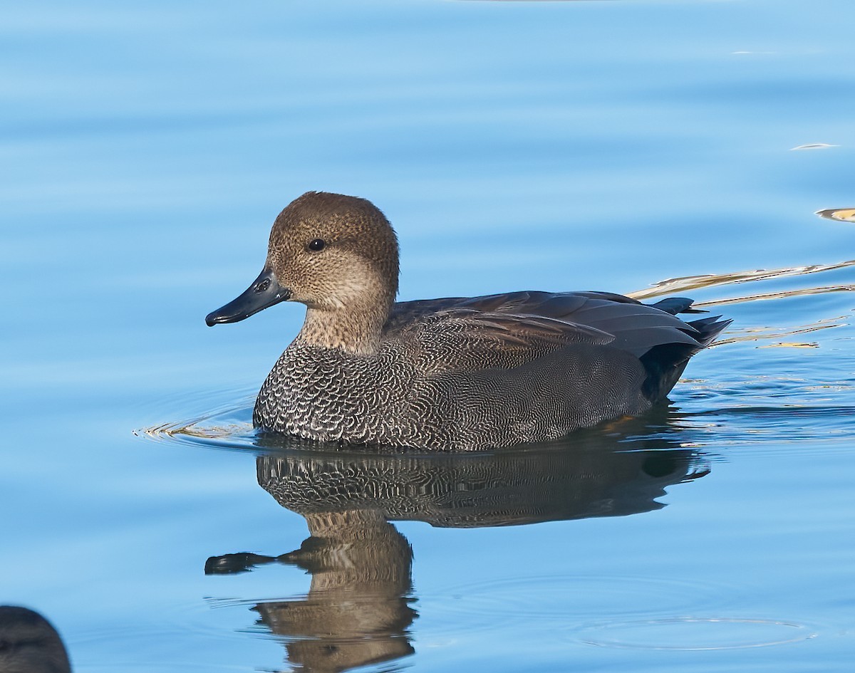 kopřivka obecná - ML646864788