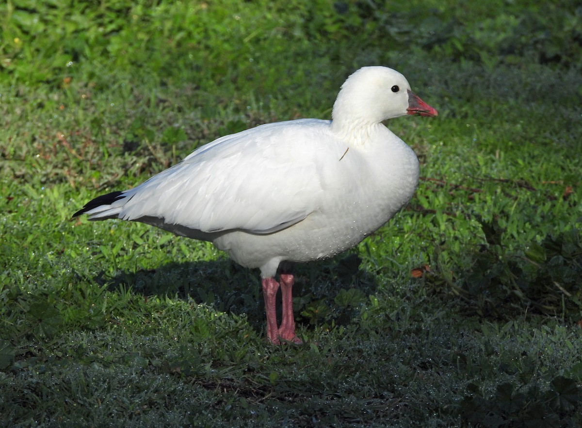 Гусь Росса - ML646864789