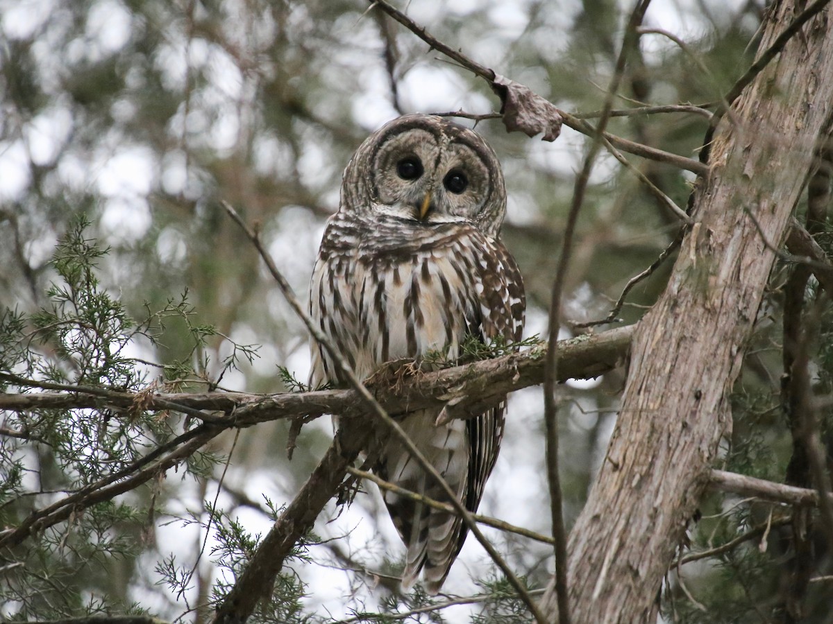 Barred Owl - ML646864790