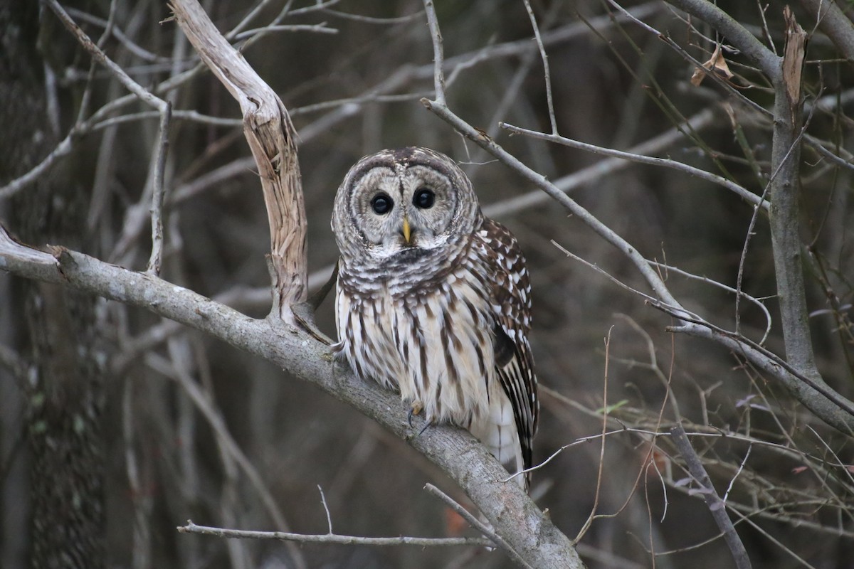 Barred Owl - ML646864791