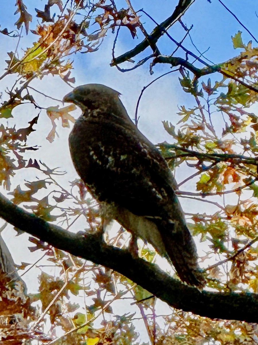 Red-tailed Hawk - ML646864794