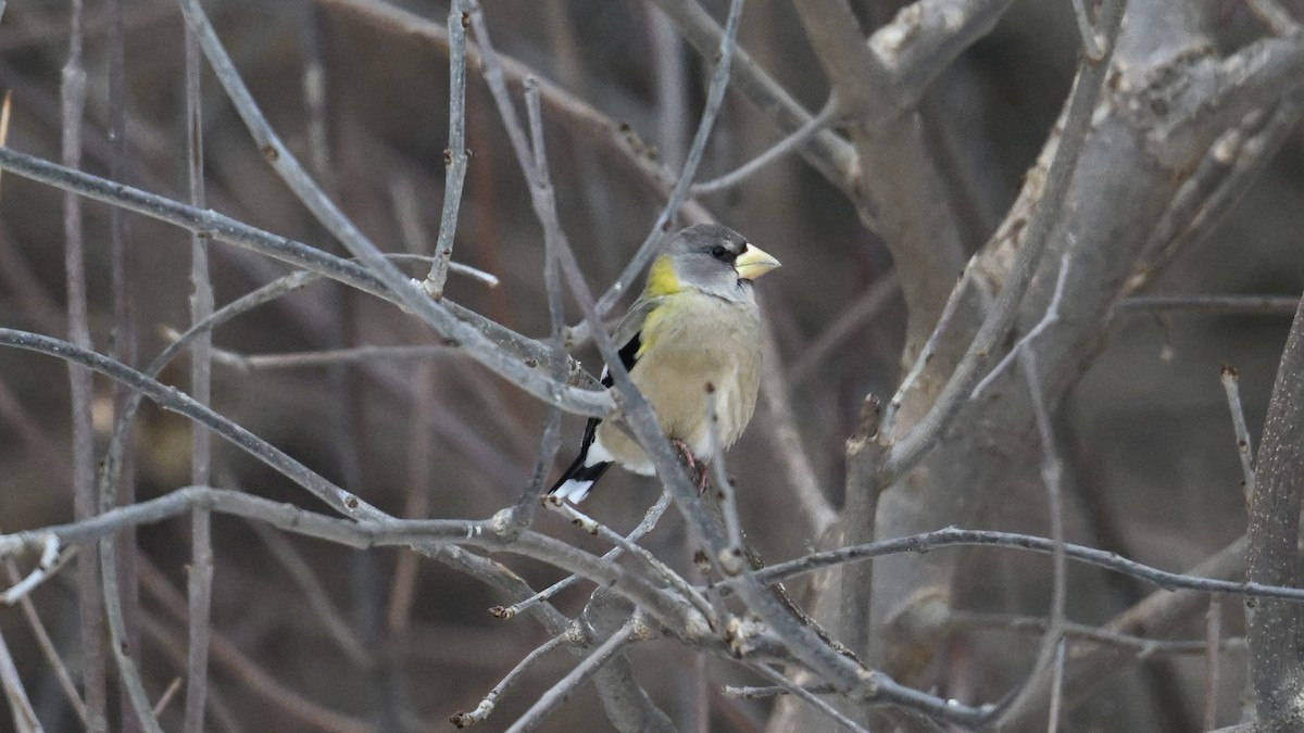 עב-מקור ערב - ML646864795