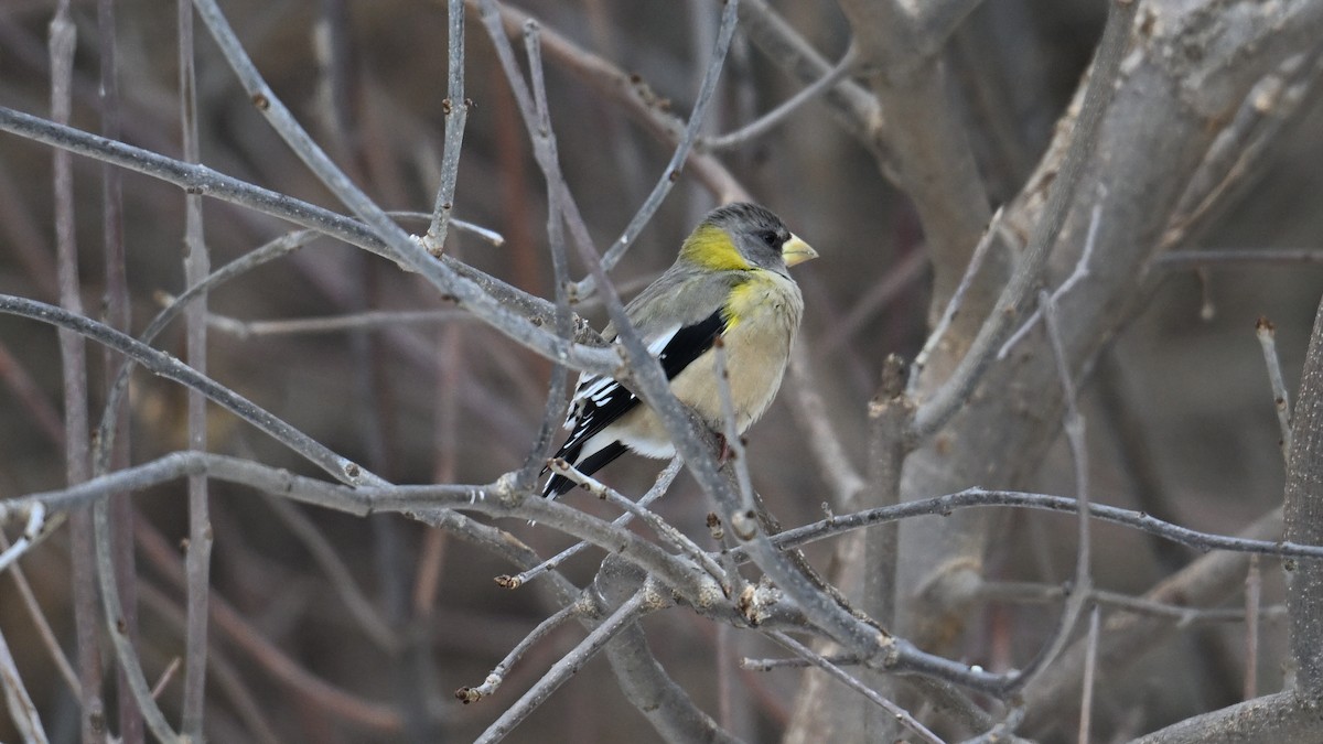 עב-מקור ערב - ML646864796
