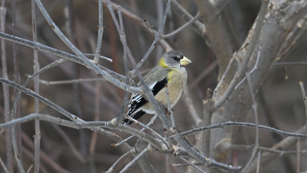 עב-מקור ערב - ML646864797