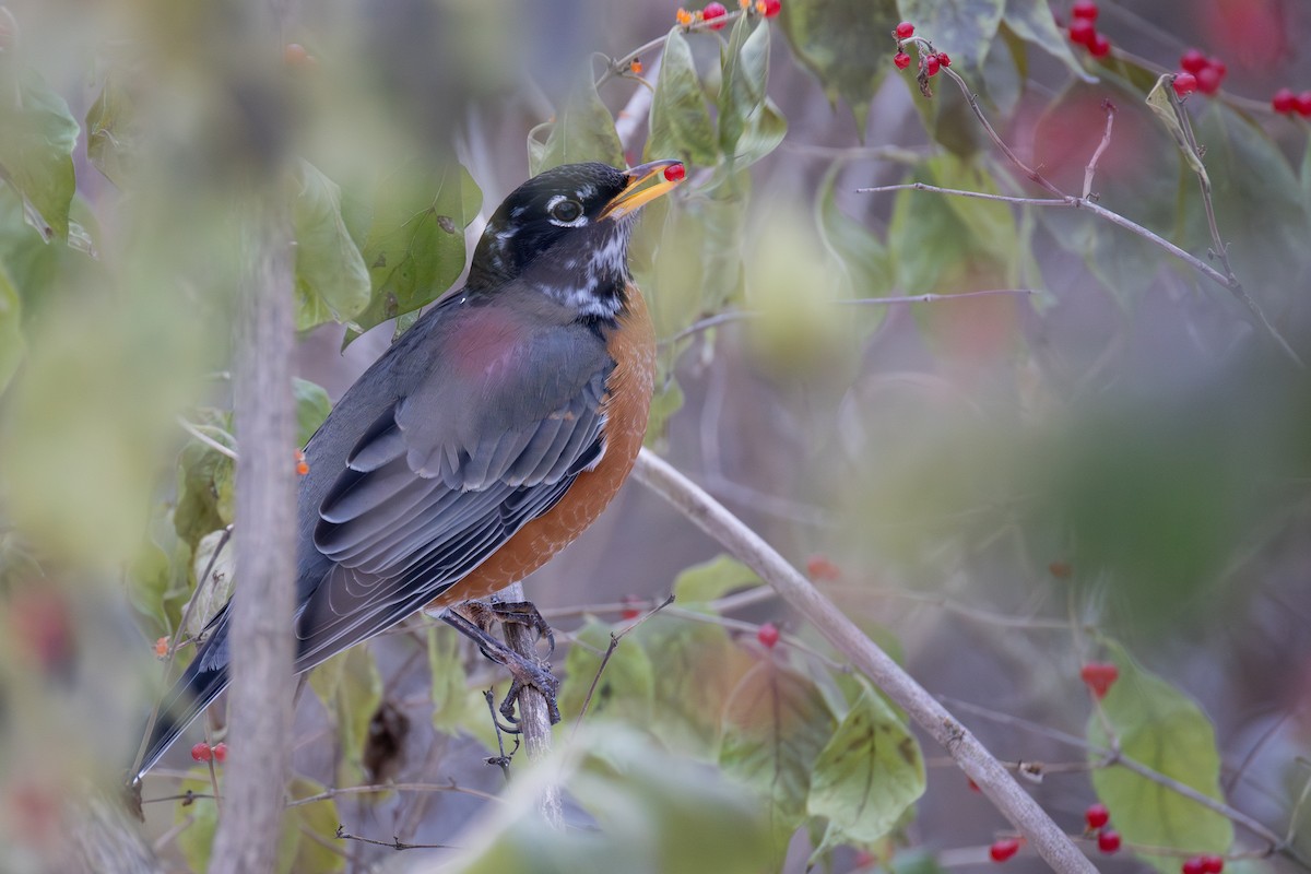 American Robin - ML646864798