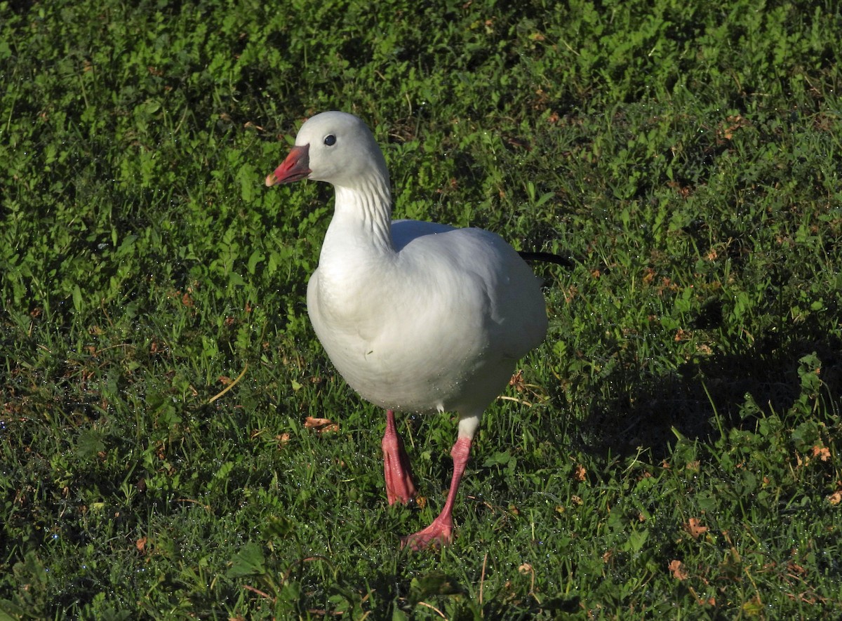 Гусь Росса - ML646864799