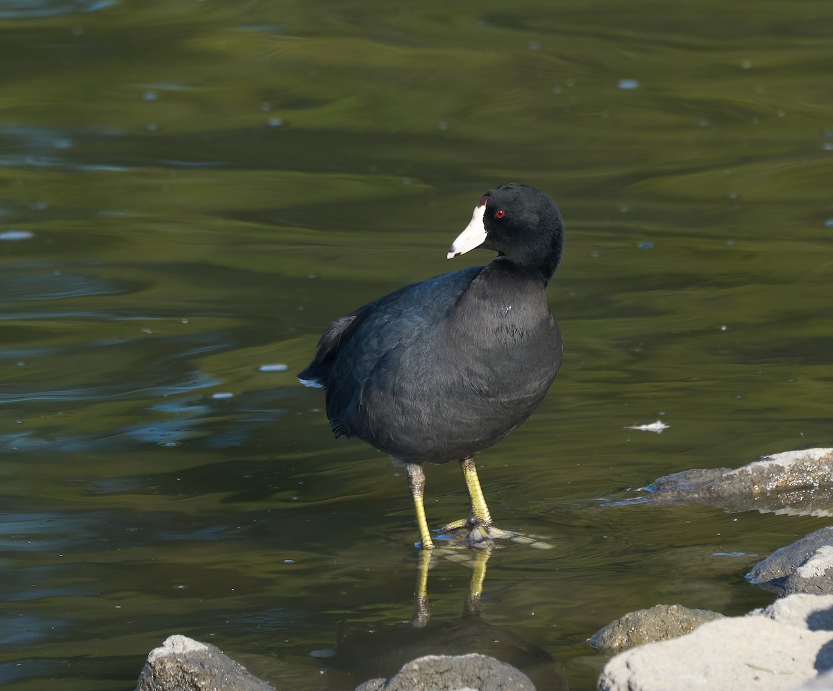 American Coot - ML646864802