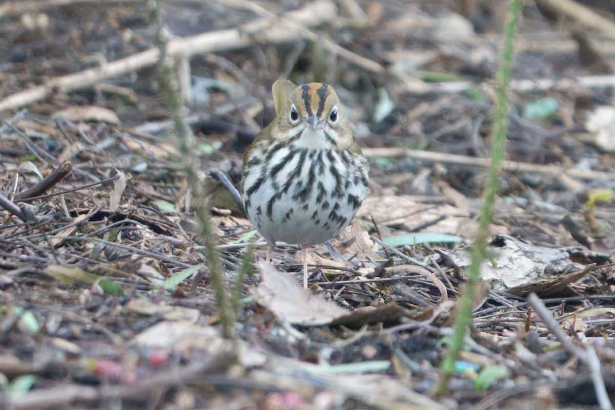 Ovenbird - ML646864803