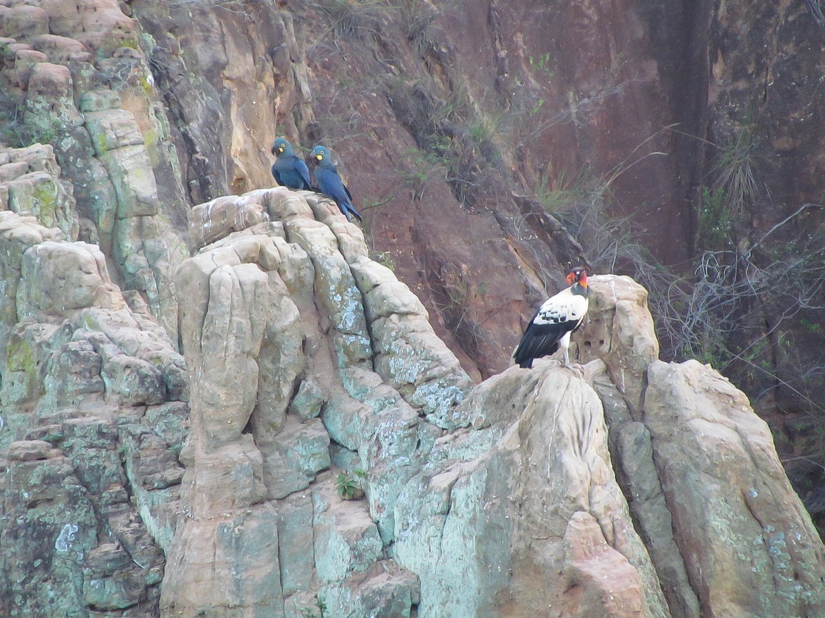 Sarcoramphe roi - ML646864805