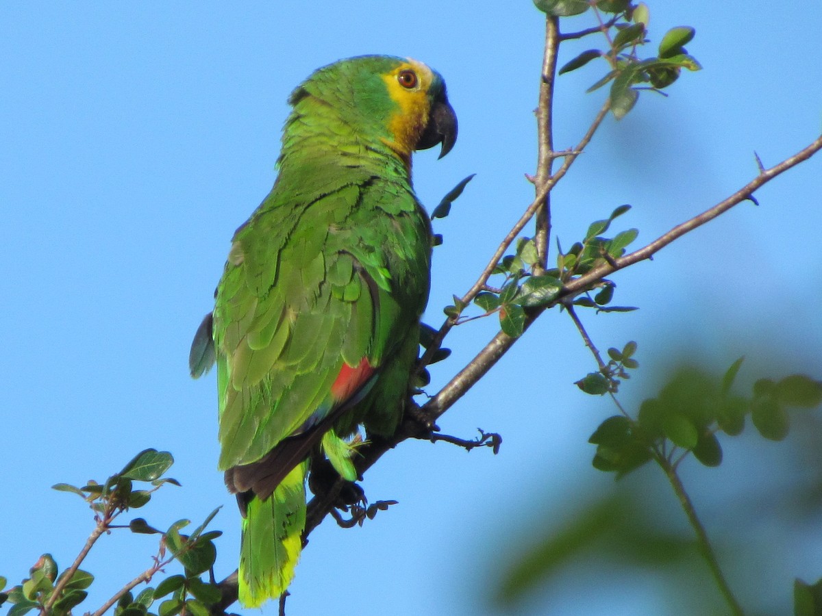 Turquoise-fronted Amazon - ML646864806