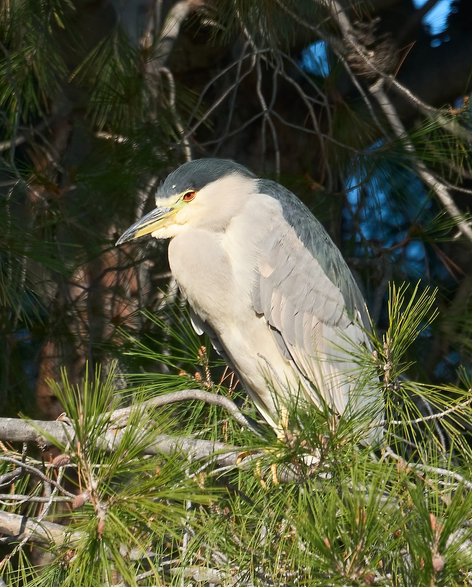 Black-crowned Night Heron - ML646864808