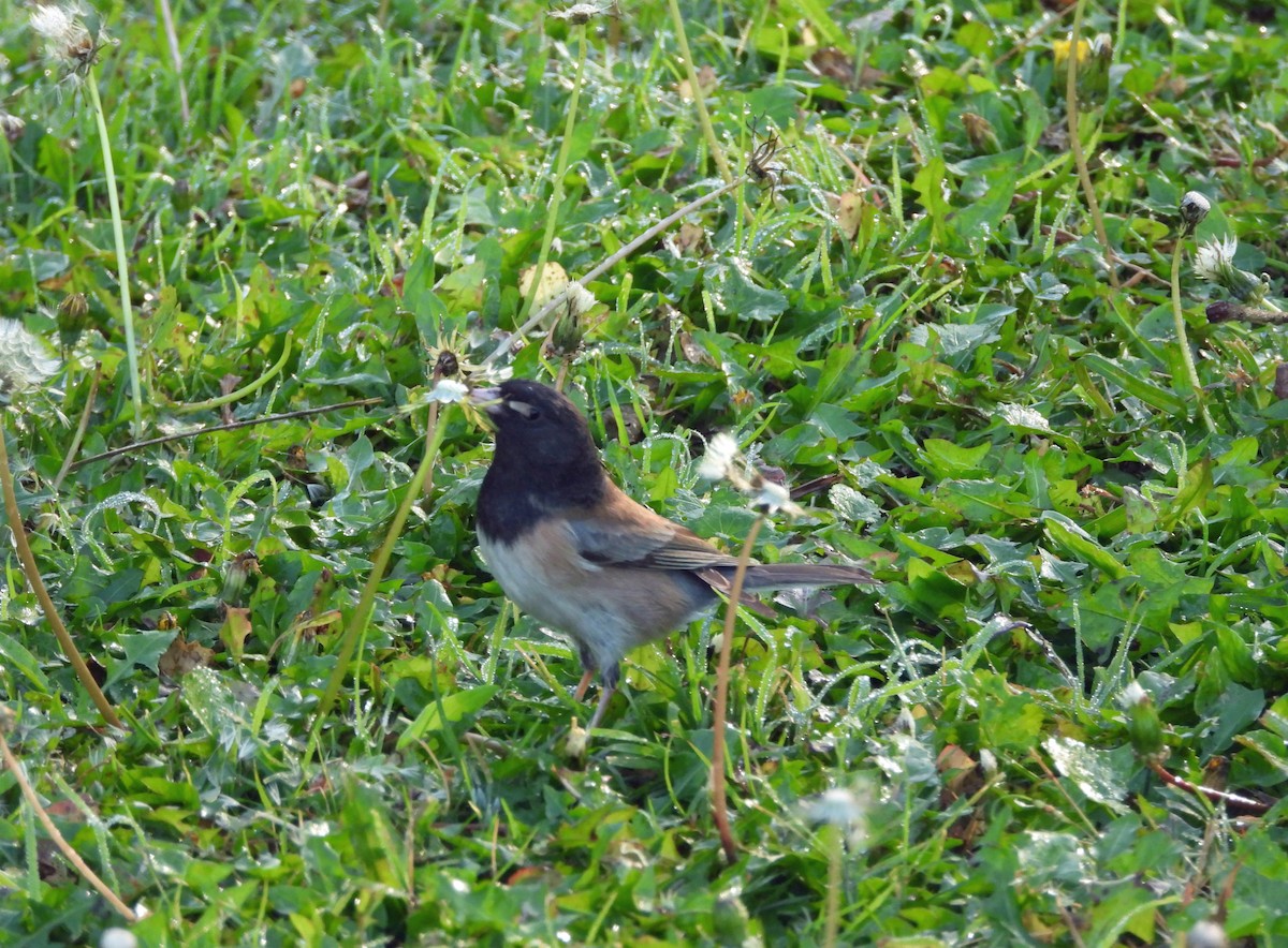Dark-eyed Junco - ML646864809
