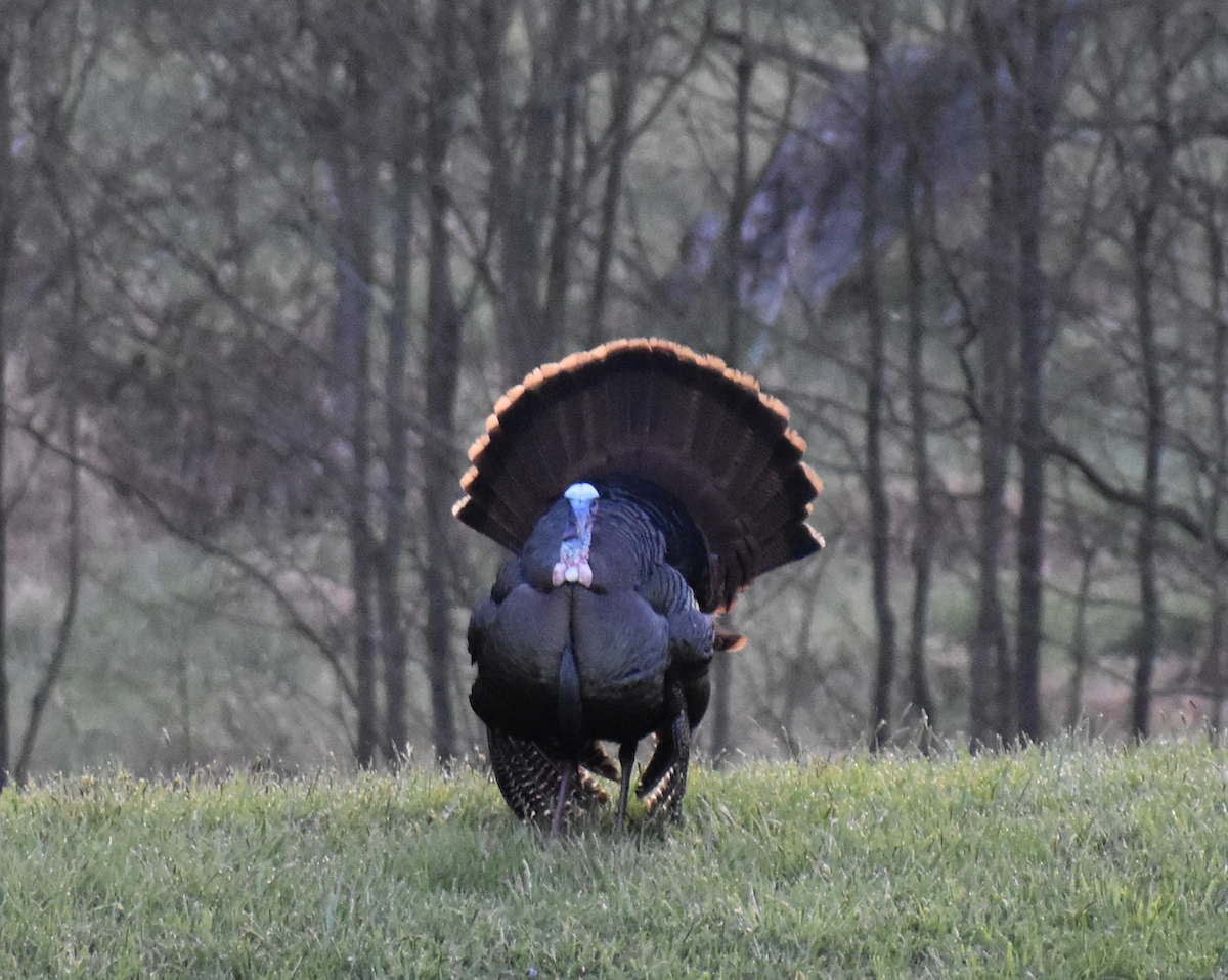Wild Turkey - ML646864810