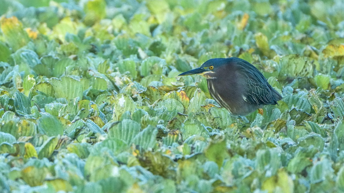 Yeşil Balıkçıl - ML646864812