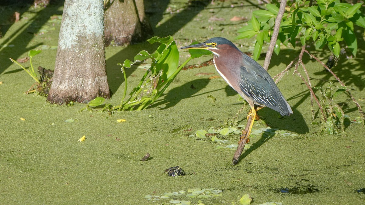 Yeşil Balıkçıl - ML646864813