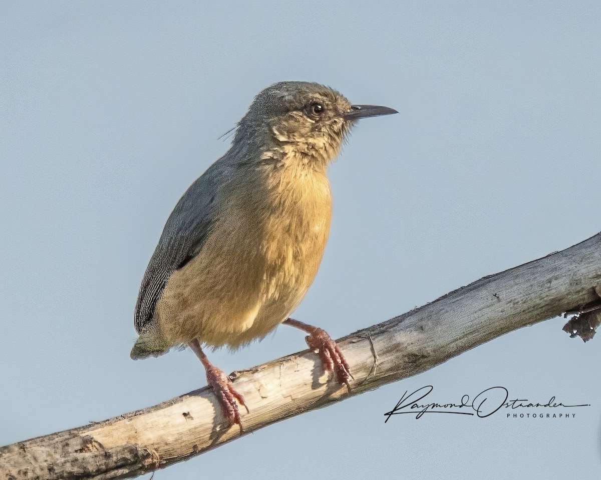 Red-faced Crombec - ML646864814