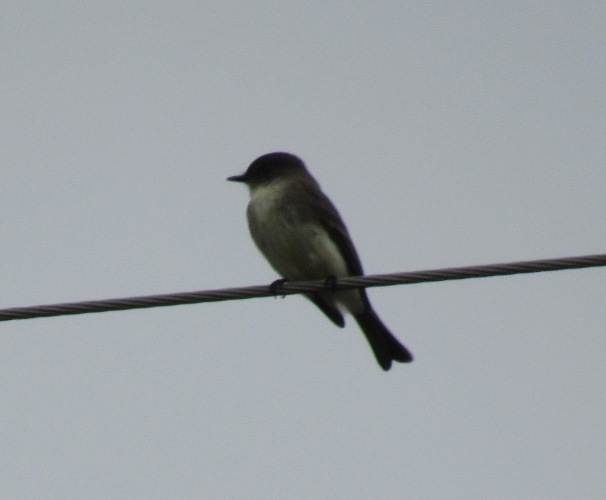 gråfibi - ML646864815