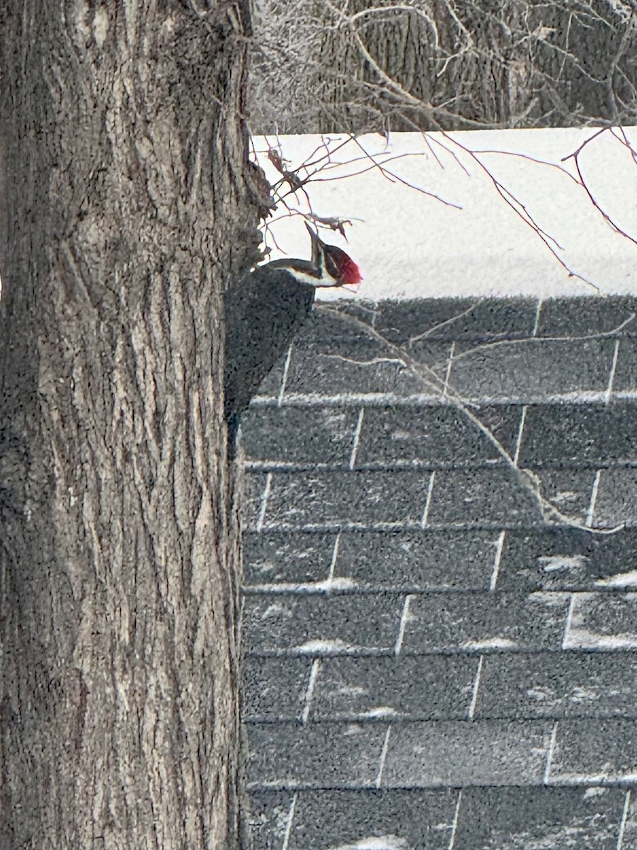 datel chocholatý - ML646864816