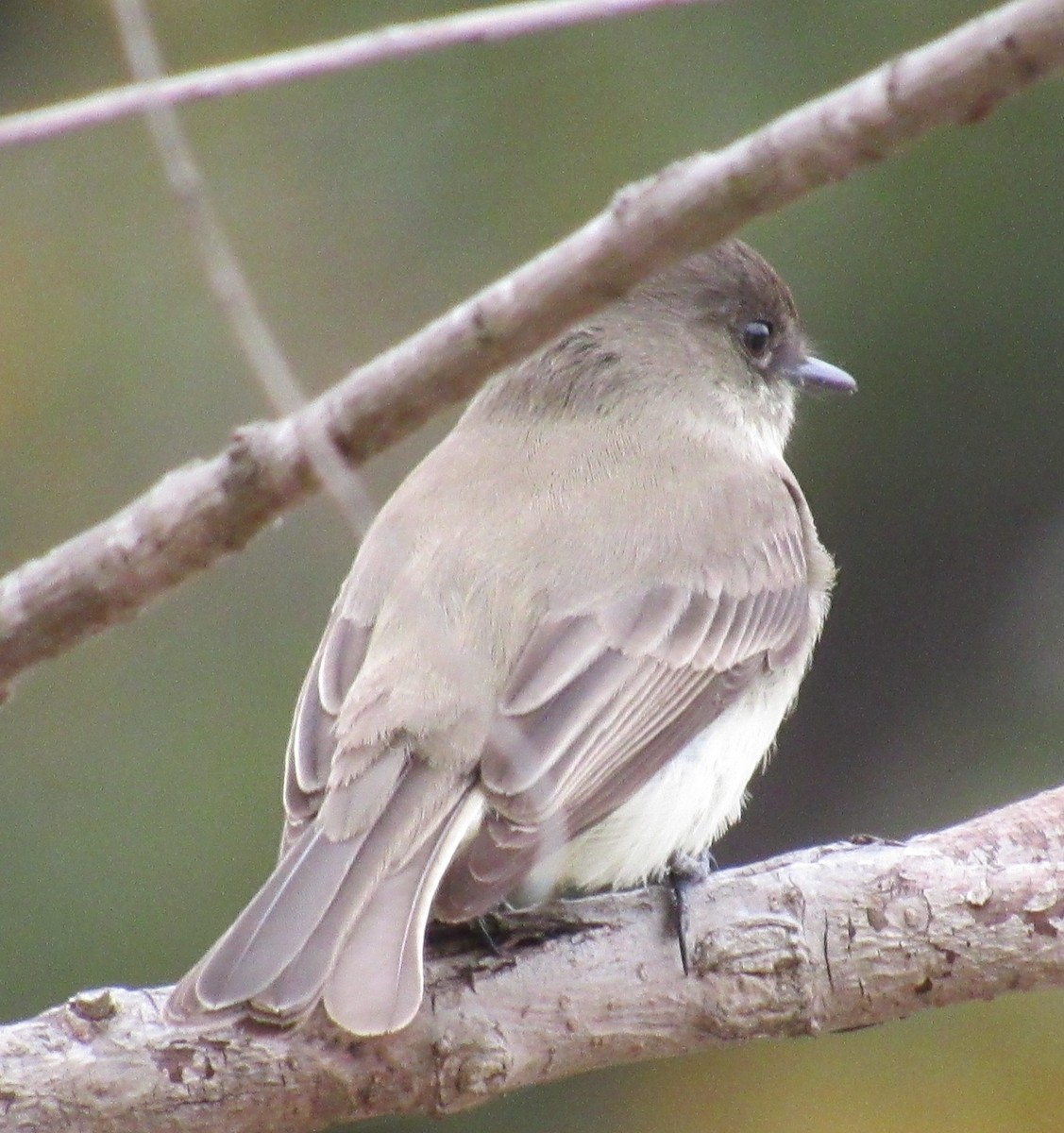 gråfibi - ML646864818