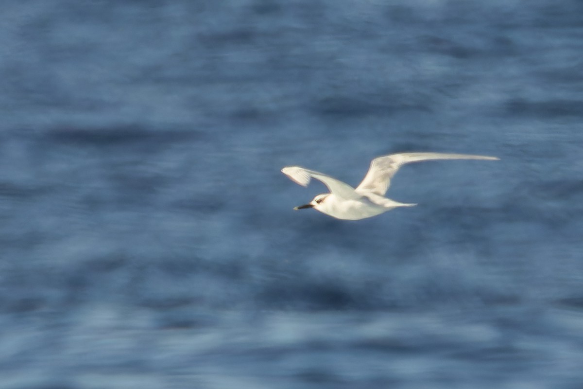 Sterne caugek - ML646864819