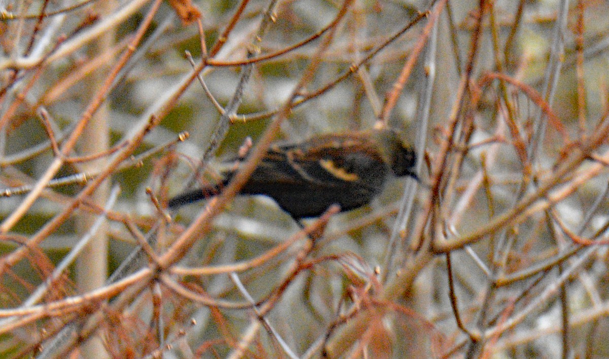 שחרורית אדומת-כנף - ML646864820