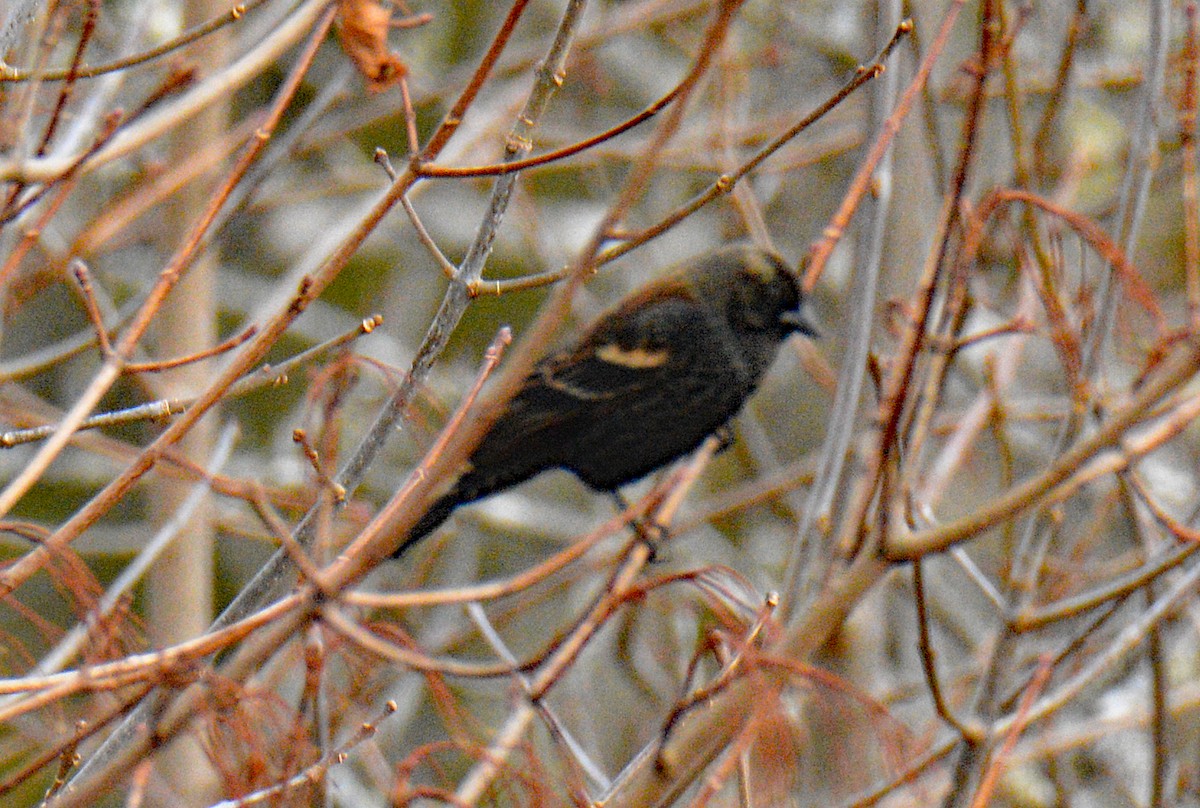 שחרורית אדומת-כנף - ML646864821