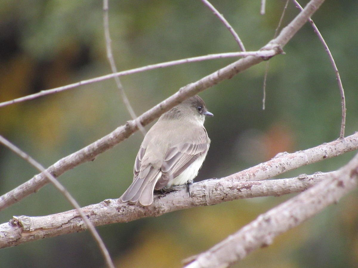 gråfibi - ML646864823