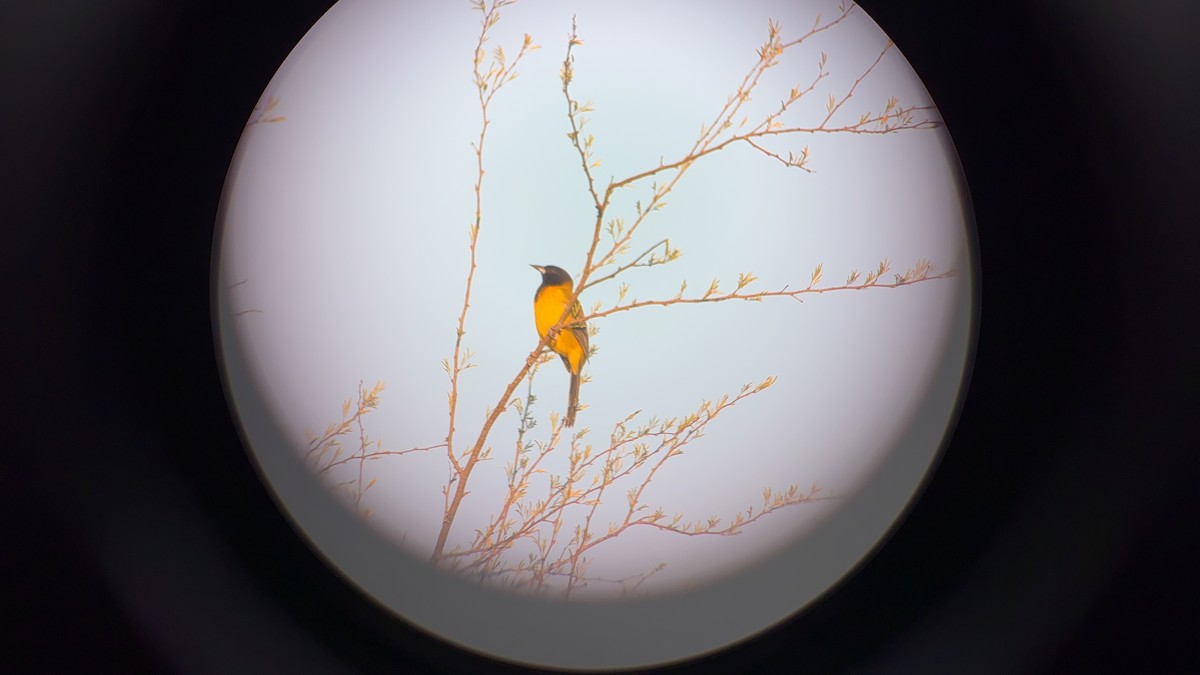 Audubon's Oriole - ML646864825