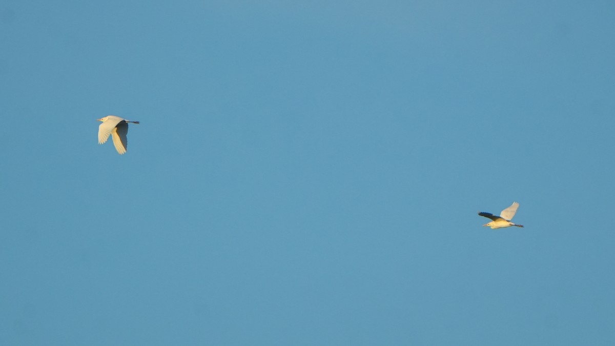 Western Cattle-Egret - ML646864828