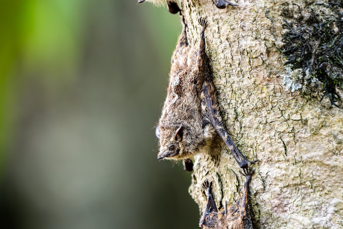 Хоботковый мешкокрыл - ML646864830