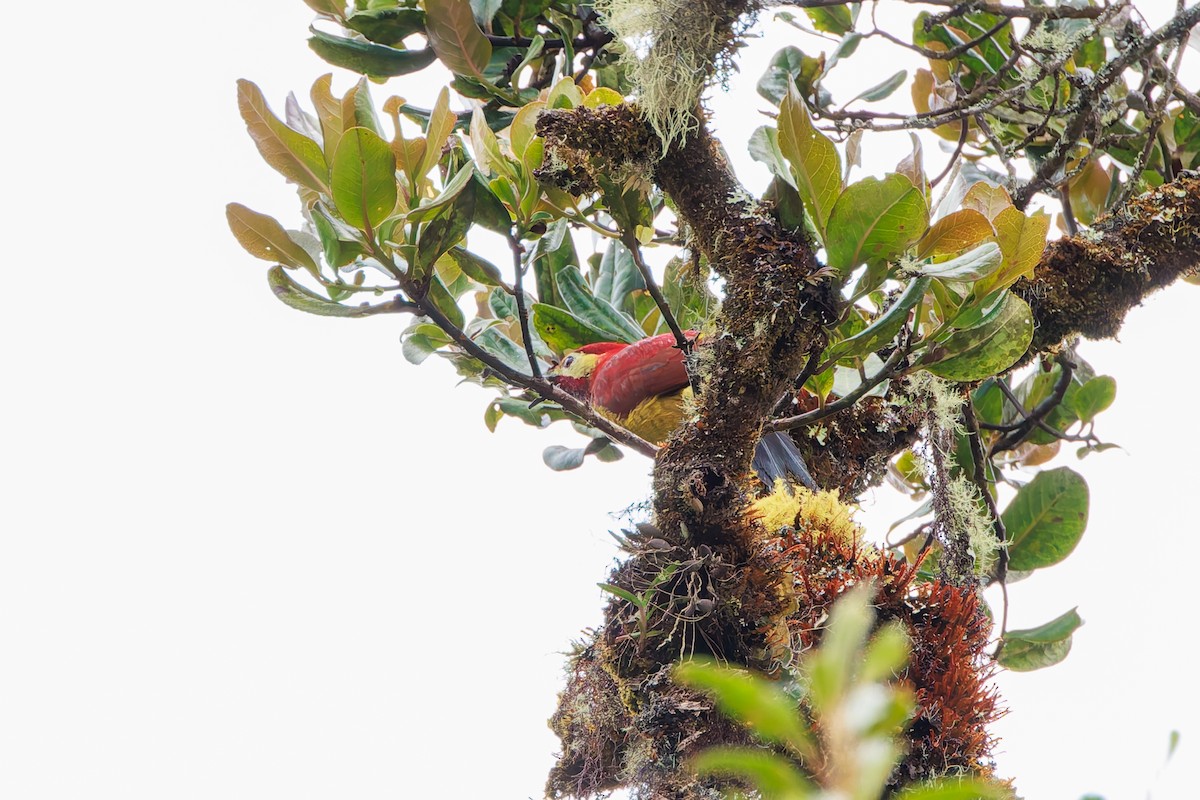 Crimson-mantled Woodpecker - ML646864831