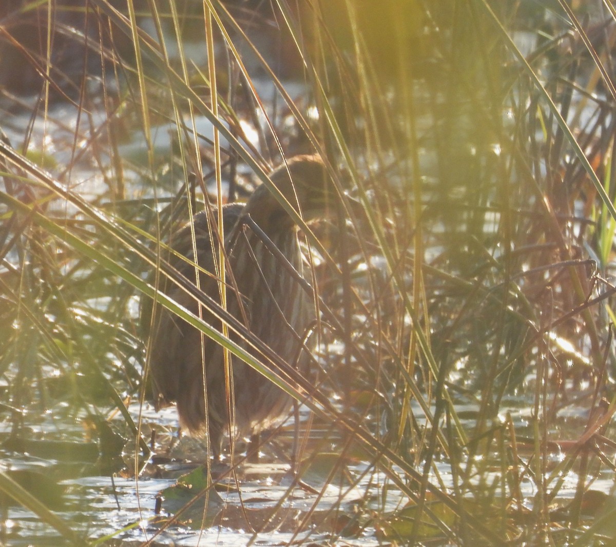 American Bittern - ML646864834