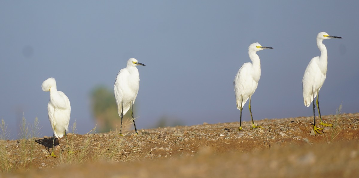 Aigrette neigeuse - ML646864835