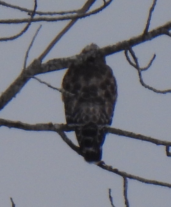 Red-shouldered Hawk - ML646864836