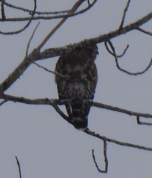 Red-shouldered Hawk - ML646864837