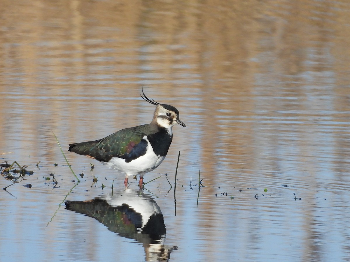 Умардын хавтгаалж - ML646864838