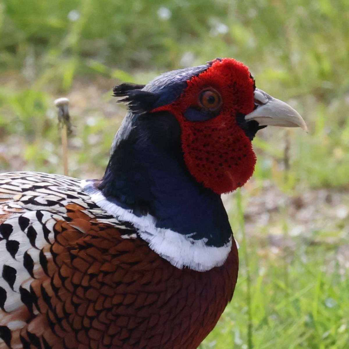 Faisán Vulgar - ML646864839