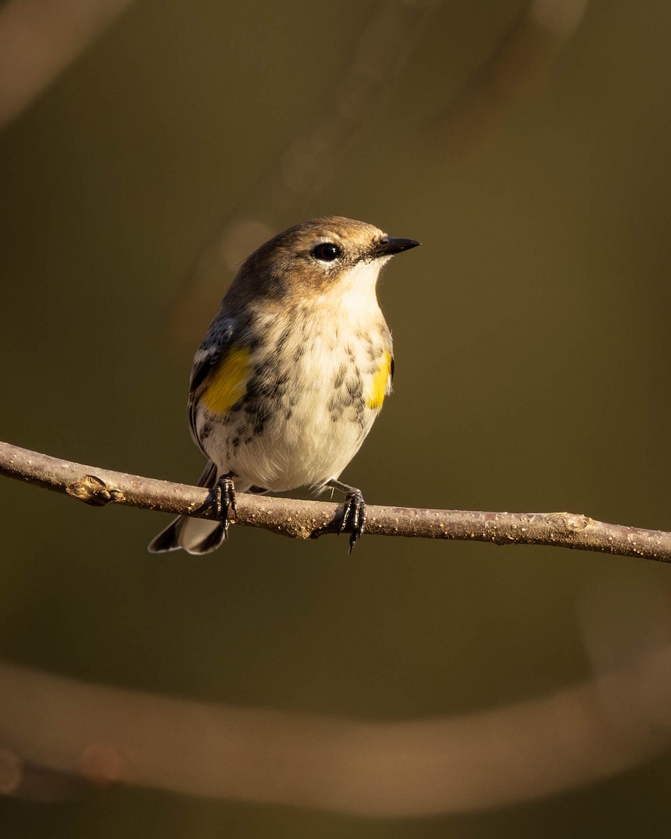 Yellow-rumped Warbler - ML646864840
