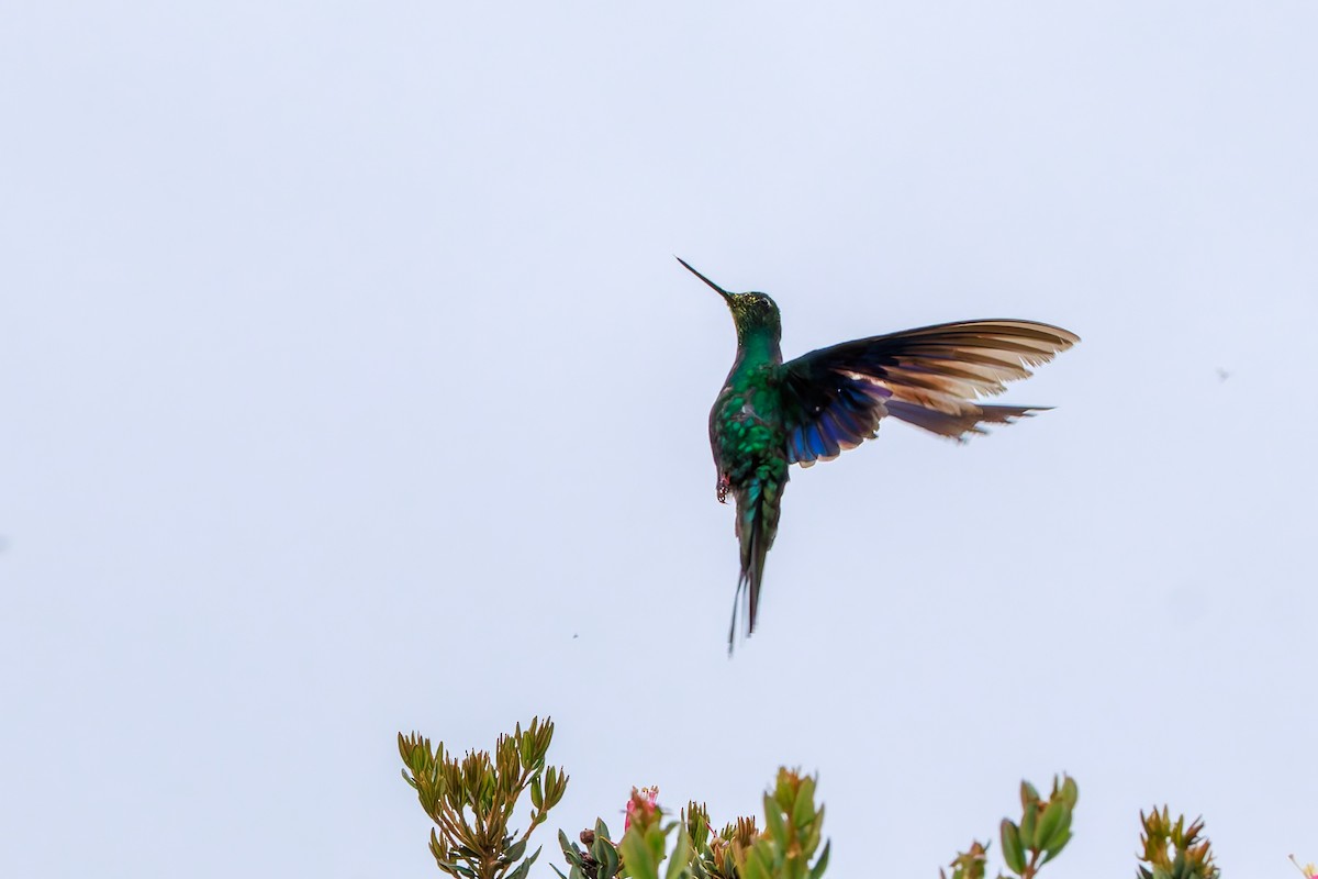 Great Sapphirewing - ML646864841