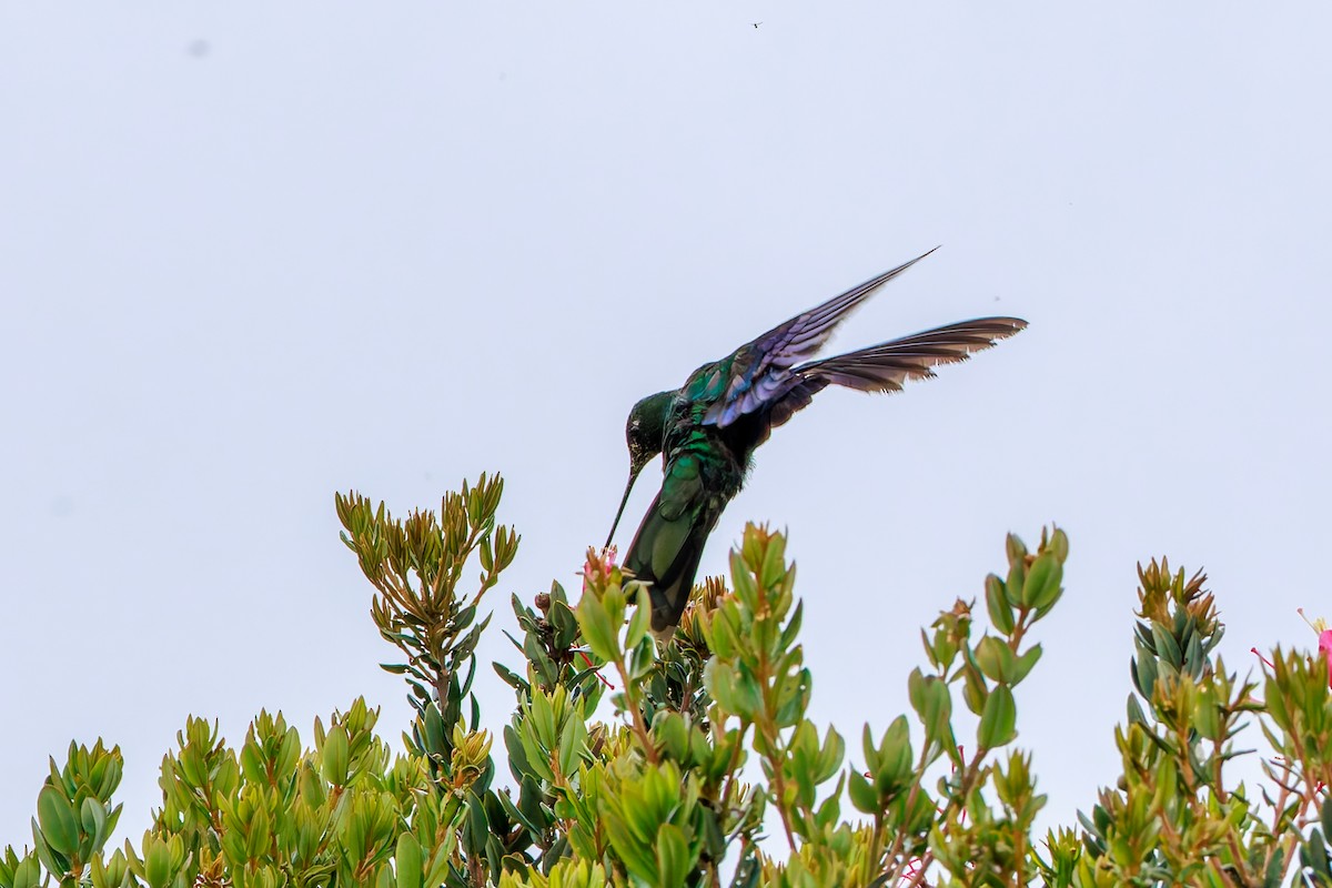 Great Sapphirewing - ML646864842