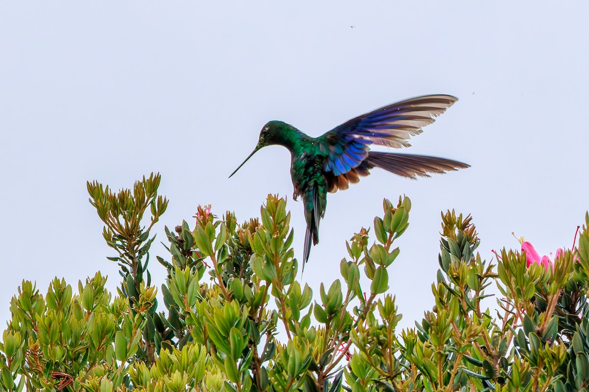 Great Sapphirewing - ML646864843