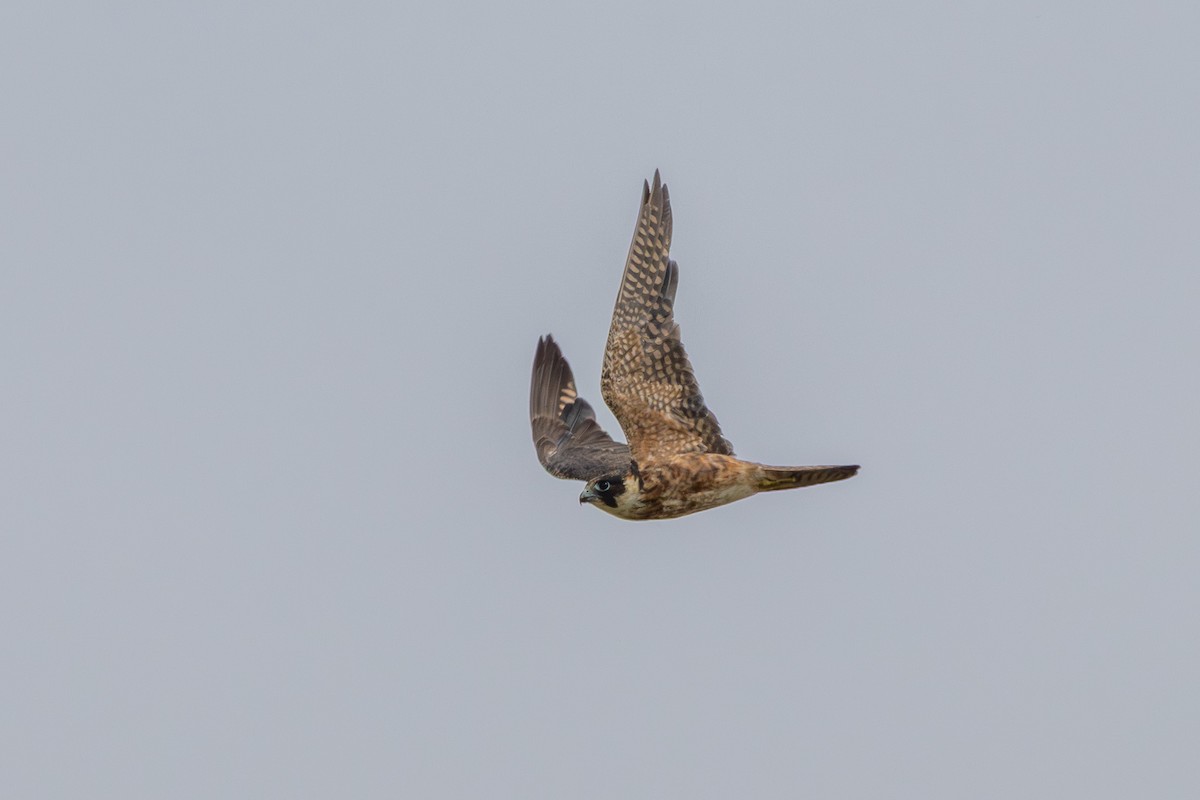 Australian Hobby - ML646864857