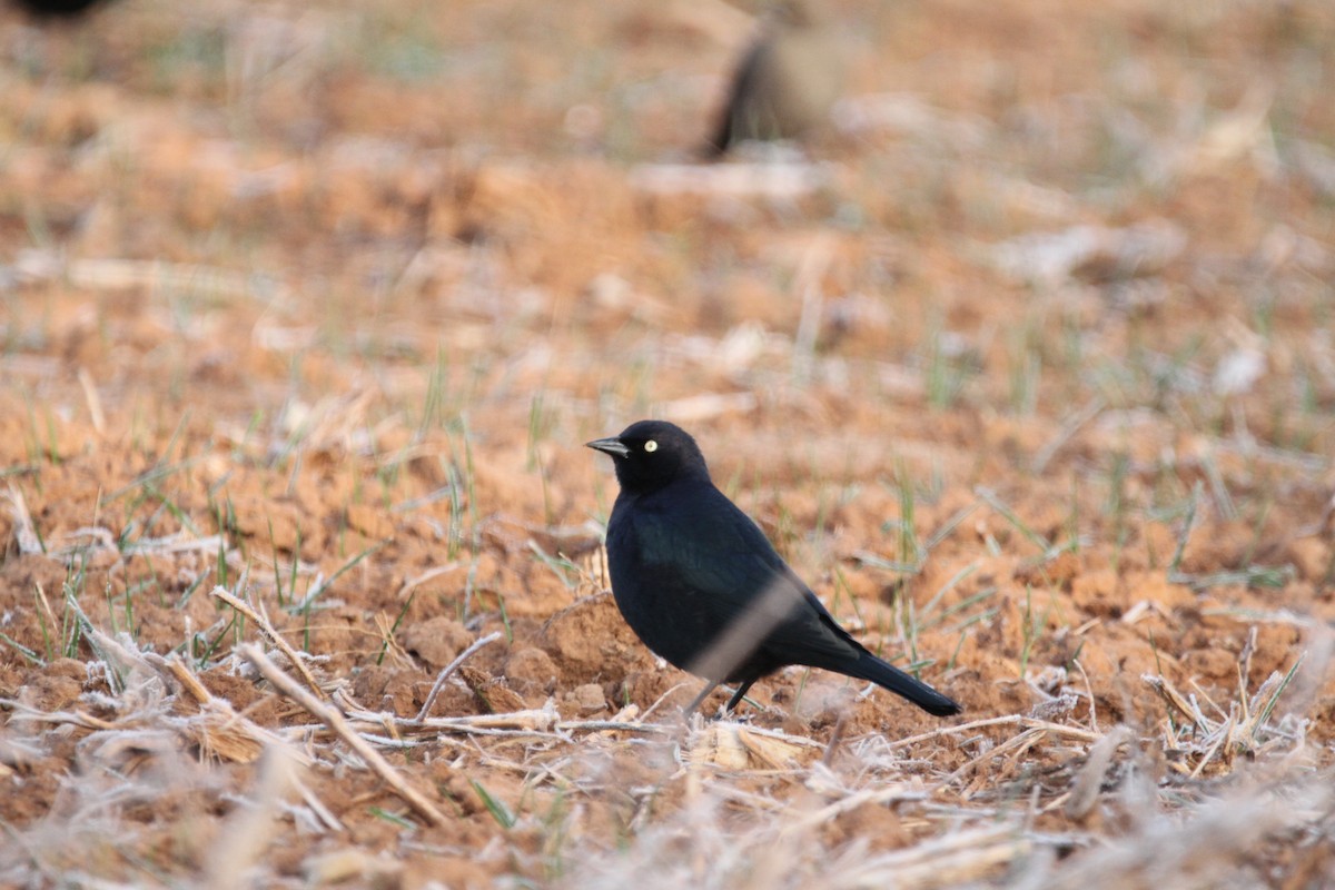 Brewer's Blackbird - ML646864858