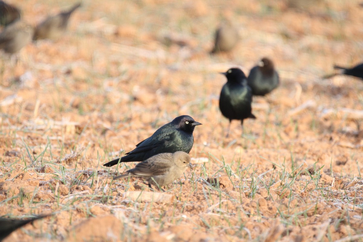 Brewer's Blackbird - ML646864859