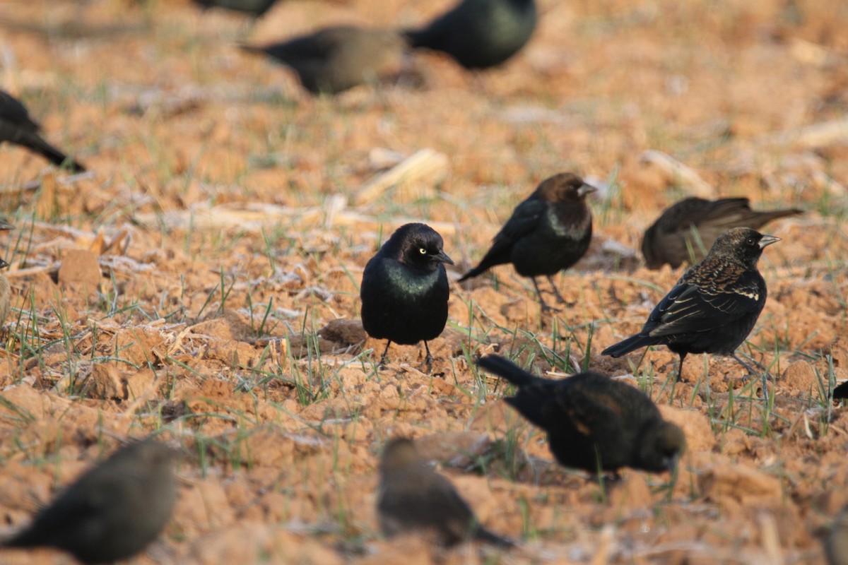 Brewer's Blackbird - ML646864860