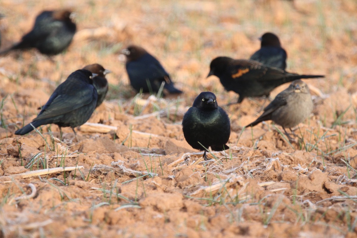 Brewer's Blackbird - ML646864861