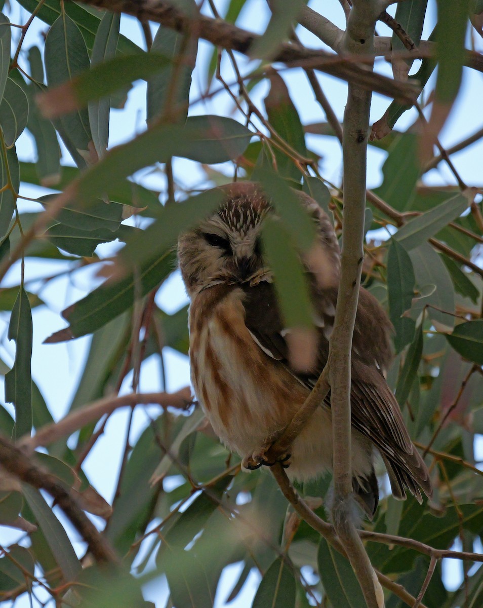 Northern Saw-whet Owl - ML646864865