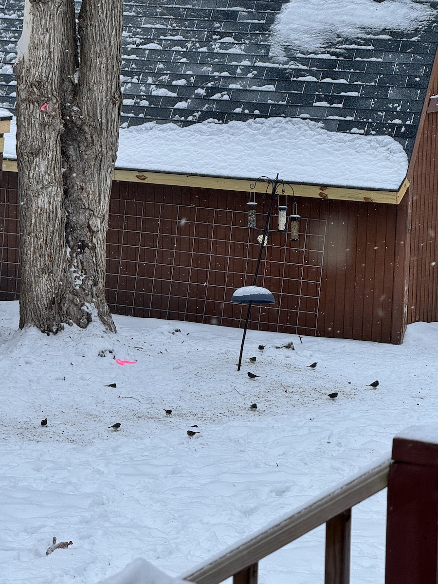 Dark-eyed Junco - ML646864866