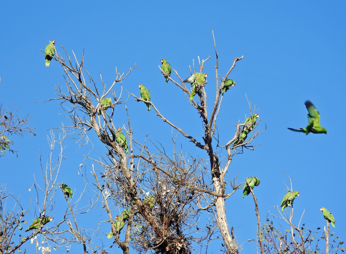 Зеленощёкий амазон - ML646864867